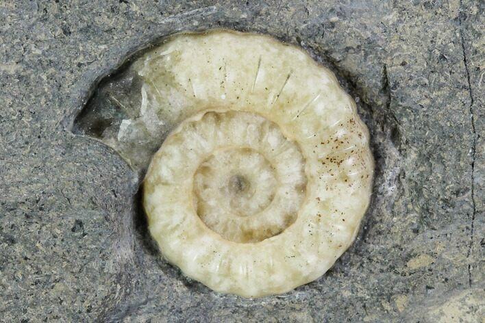 Fossil Ammonite (Promicroceras) - Lyme Regis #110698